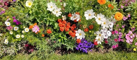 flowers in the garden