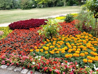 field of flowers