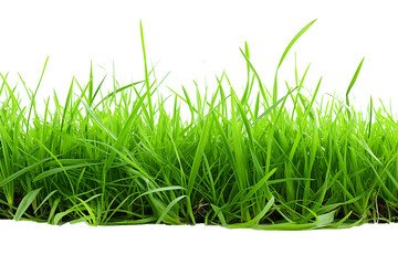 Fresh green grass isolated on a transparent background