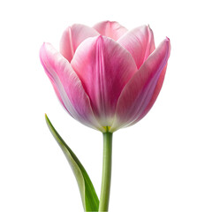 Naklejka premium Tulip flower isolated on transparent background.