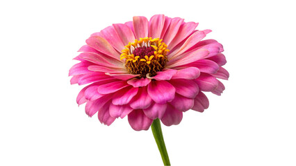 Pink chrysanthemum flower isolated on transparent background,