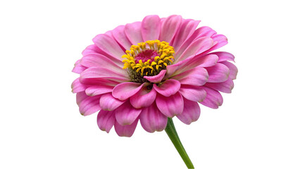 Pink chrysanthemum flower isolated on transparent background,