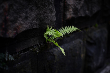 Solitary Fern Sprouting From the Shadowy Crevices of a Rocky Cliff