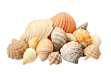 A Pile of Sea Shells on a White Background. on a White or Clear Surface PNG Transparent Background.