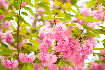 Sakura. Cherry blossom, branches with flowers sway in the wind. Pink flowers of the sakura tree. Spring landscape with flowering trees. Beautiful nature on a sunny day.