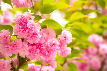 Sakura. Cherry blossom, branches with flowers sway in the wind. Pink flowers of the sakura tree. Spring landscape with flowering trees. Beautiful nature on a sunny day.