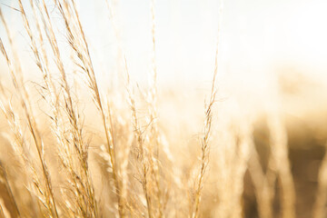 Stalks of grass on a farm in golden sunlight