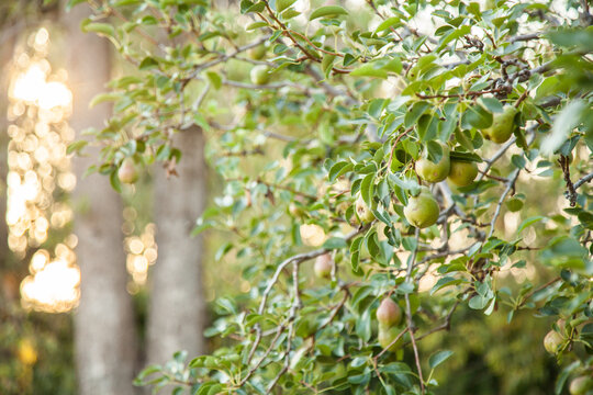 Pears growing on tree with bokeh light