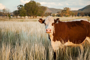 Landscape photo of breeding beef cow in long grass at farm paddock