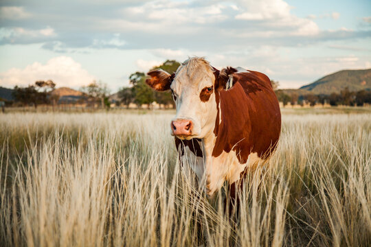 Landscape photo of breeding beef cow in long grass at farm paddock