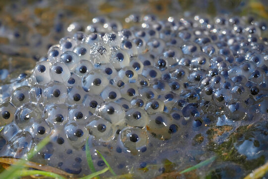 Closeup on a cluster of European brown frog eggs, Rana temporaria at the border of a pond