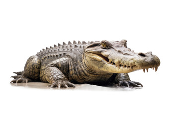 Fototapeta premium Large Alligator Sitting on White Floor. on a White or Clear Surface PNG Transparent Background.