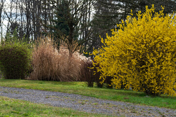 Spring is coming, first bushes blooming in the garden