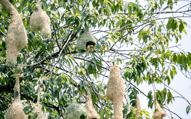 Fototapeta premium weaver bird making nest on branch of tree in Nepal.
