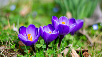 the splendid colors of saffron blooming in spring