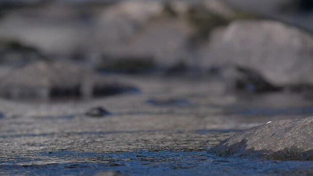 White throated dipper dives for food from the bottom of the river