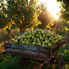 Cargo truck carrying green pear fruit in an orchard with sunset. Concept of food production, transportation, cargo and shipping.