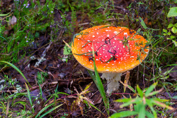 Amanita muscaria, commonly known as the fly agaric or fly amanita is a red and white spotted...