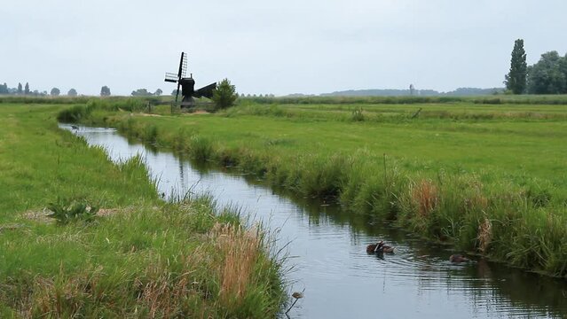 Paisaje verde de canal holand&eacute;s con gansos y patos en el agua en Zaanse Schans