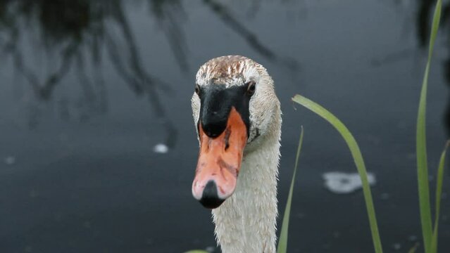 Detalle de la cabeza y cuello de cisne blanco en un canal holand&eacute;s en Zaanse Schans