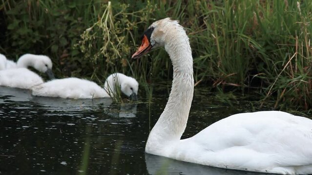 Polluelos de cisne custodiados por sus progenitores aliment&aacute;ndose en un canal holand&eacute;s en Zaanse Schans