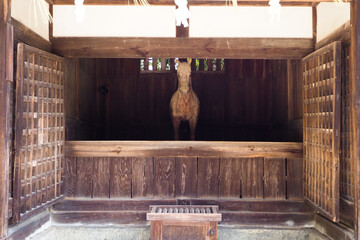 Fake wooden horse in the room, Japanese religion