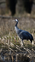 Freier Kranich, der Wasservogel des Glücks im herbstlichen Naturschutzgebiet Naturschauspiel auf Stoppelfeld vor verschwommenem Hintergrund