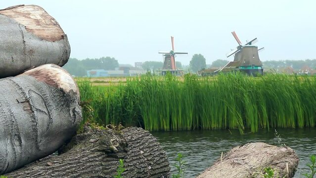 Paisaje de vegetaci&oacute;n acu&aacute;tica en la orilla del r&iacute;o holand&eacute;s Zaan y molinos de viento centenarios con las aspas en funcionamiento. Troncos de madera cortados y apilados en primer t&eacute;rmino.