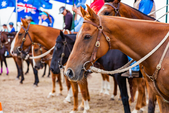 Portrait of chestnut horse standing in line with Australian flags in the background
