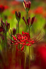 Red spider lily(曼珠沙華)