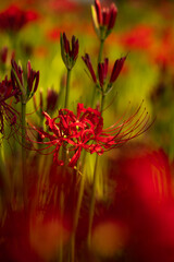 Red spider lily(曼珠沙華)