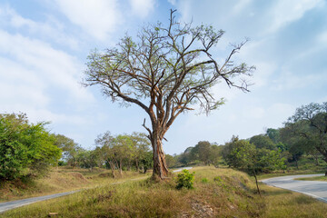 Fototapeta na wymiar dry tree branches
