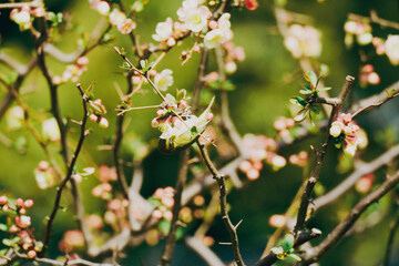 梅の花の蜜を吸うヒヨドリ