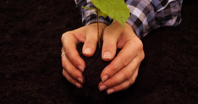 Close-up. Caring hands carefully plant a young tree in the ground. A man squeezes a small tree and digs it in with his hands. The concept of human care for the planet and nature.