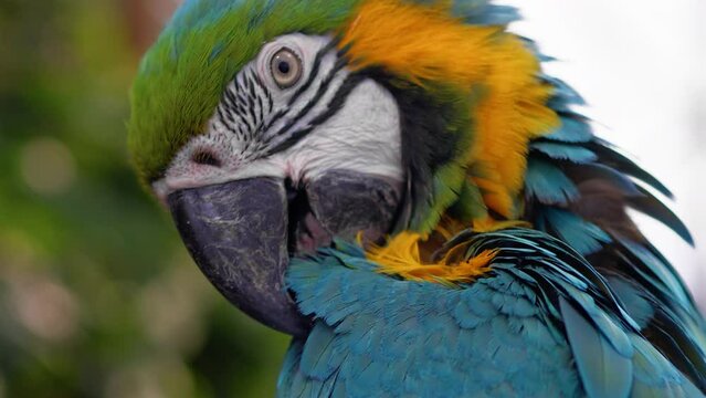 Blue Macaw Parrot Stand On A Tree Of A Zoo