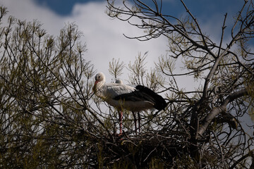 stork on the nest