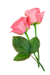 Pink roses isolated on the white background