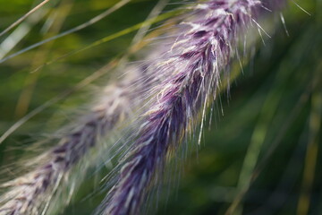 Pennisetum setaceum `Rubrum` grass family, native to tropical and warm temperate regions of the world.