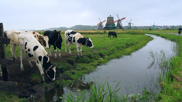 Paisaje de rebaño de vacas paciendo hierva junto al canal, molinos históricos holandeses y ciclistas circulando por el camino al fondo de la imagen