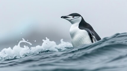 Naklejka premium A captivating shot of a Chinstrap Penguin (Pygoscelis antarcticus) gracefully navigating the seashore, embodying the beauty of Antarctica's wildlife