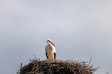 white stork in nest