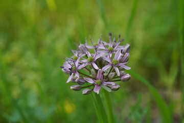 The purple flower of Allium ampeloprasum with an insect on it