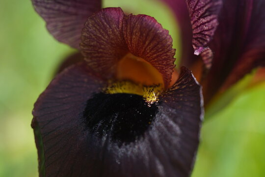Judean iris (iris atrofusca) in  Israel. Purple black iris flowers close up