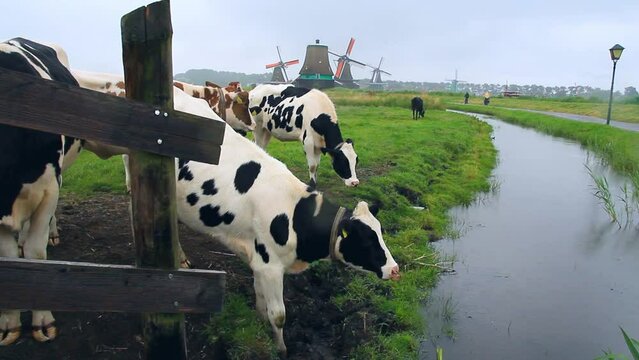 Vaca relami&eacute;ndose con grupo paciendo hierva junto al canal, molinos hist&oacute;ricos holandeses y ciclistas circulando por el camino al fondo de la imagen