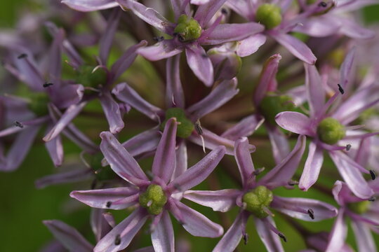 The purple flower of Allium ampeloprasum with an insect on it