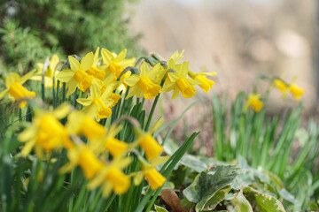 Group of yellow trumpet narcissus. Space for your text. Classification group one.