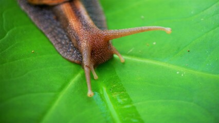 a wild snail resting on the leaves of a garden plant, in the Asian region of Indonesia with background blur