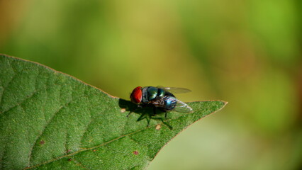 a red-headed black fly resting on a leaf, in the Asian region of Indonesia with background blur