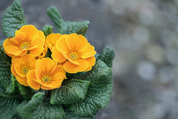 Orange primrose (Genus Primula) before grey background. Space for your text