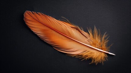 Beautiful colorful magical bird feathers isolated on black background. Generative AI